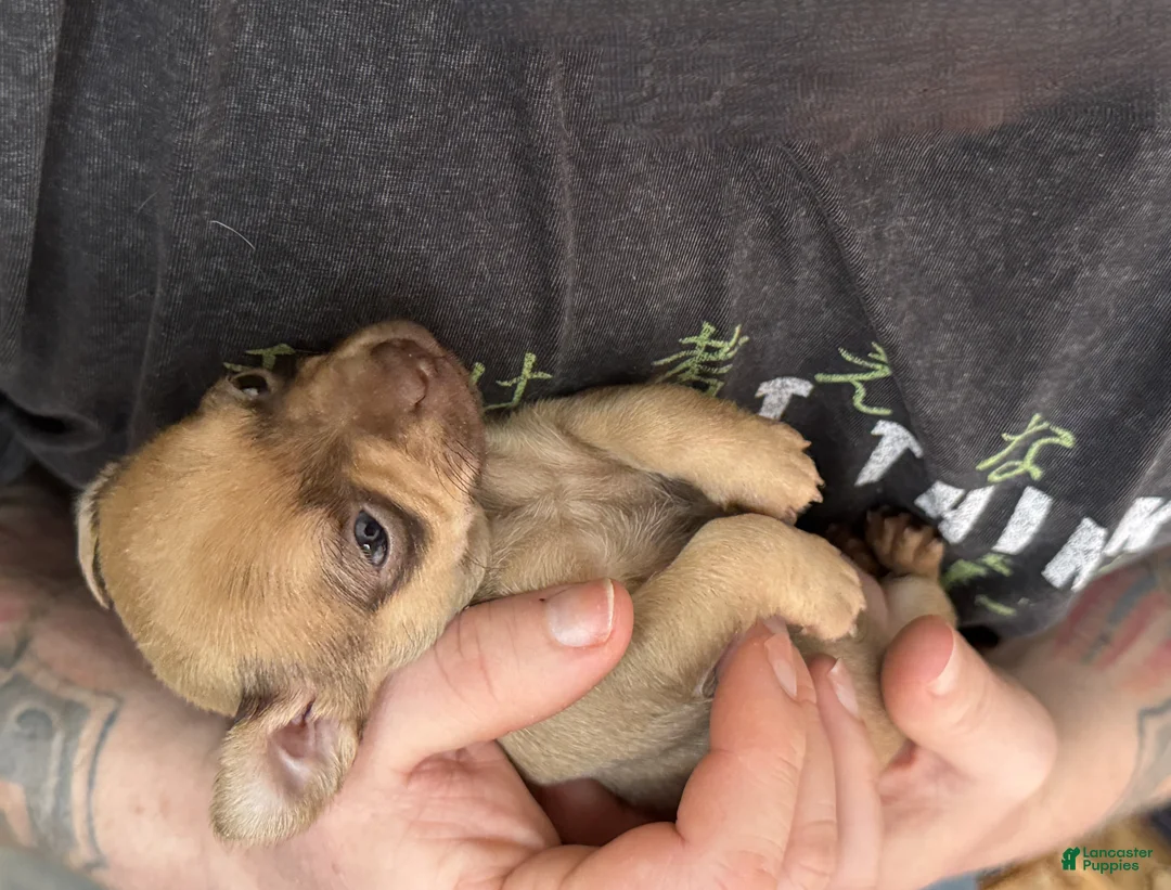 Chihuahua dogs for sale: Brandy  - Ad 13
