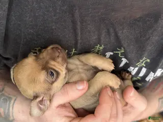 Chihuahua dogs Brandy - Ad 9