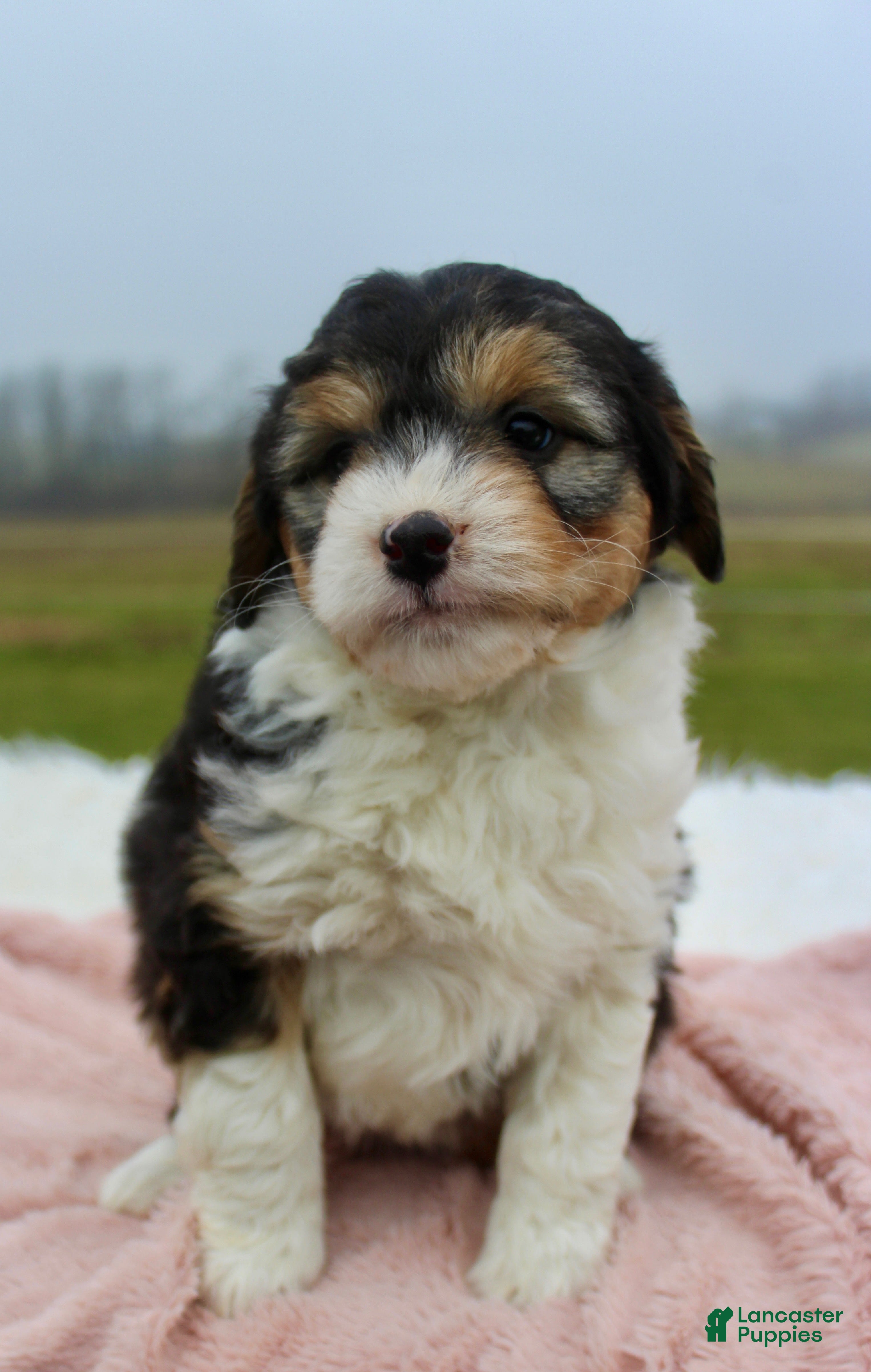Mini Aussiedoodle dogs Mini Aussiedoodle Puppy 4 - Ad 3