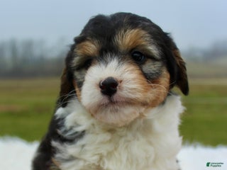 Mini Aussiedoodle dogs Mini Aussiedoodle Puppy 4 - Ad 3
