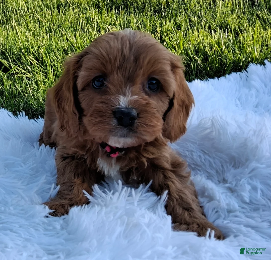 Cavapoo dogs for sale: Oakley - Ad 1