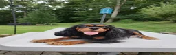 Cavalier King Charles Spaniel dogs for sale: Belle - Ad 11