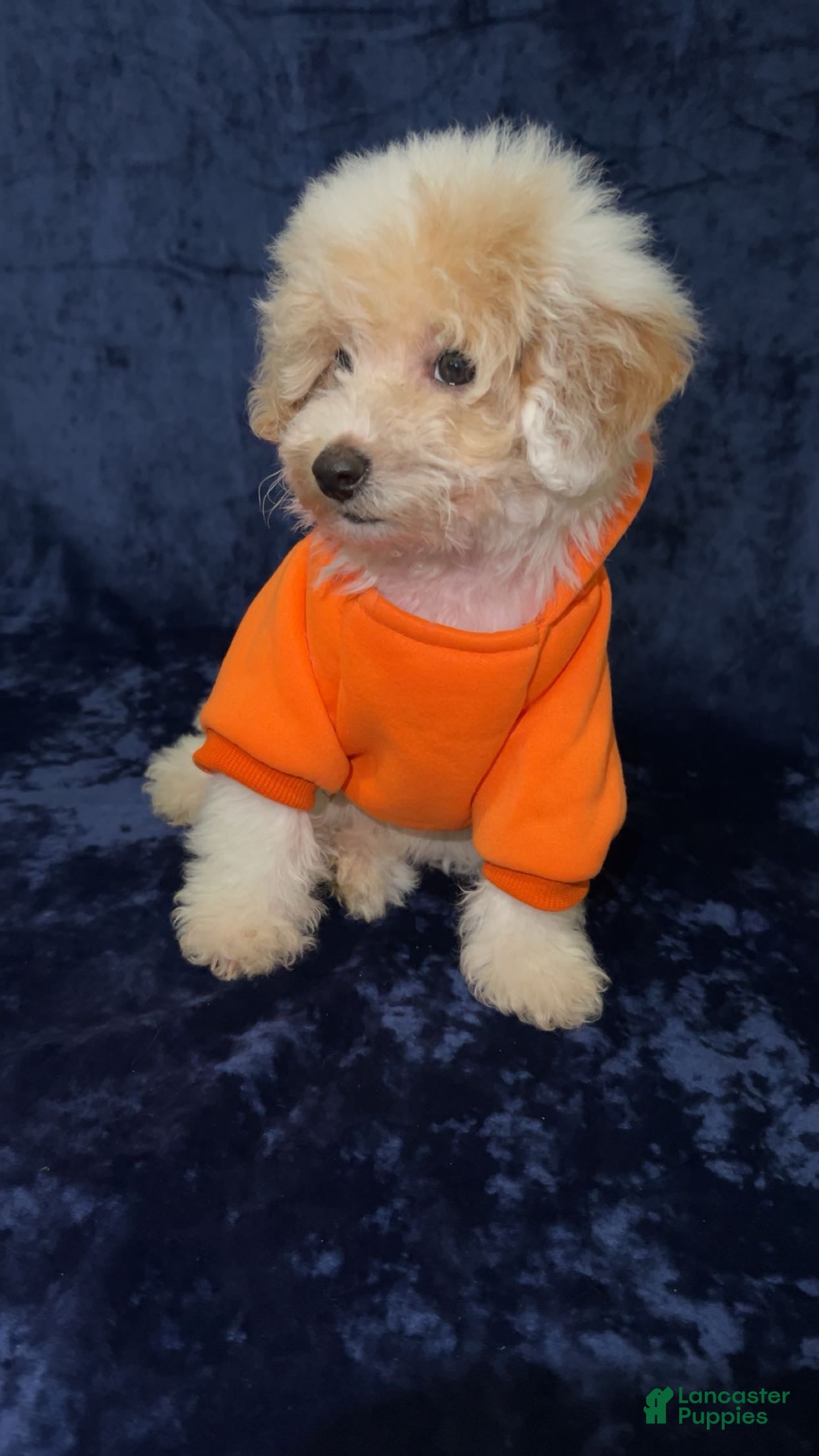 Toy Poodle dogs Toy Poodle Puppy 2 - Ad 32