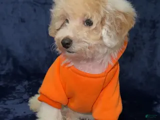 Toy Poodle dogs Toy Poodle Puppy 2 - Ad 32