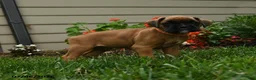 Boxer dogs for sale: Pepper - Ad 4