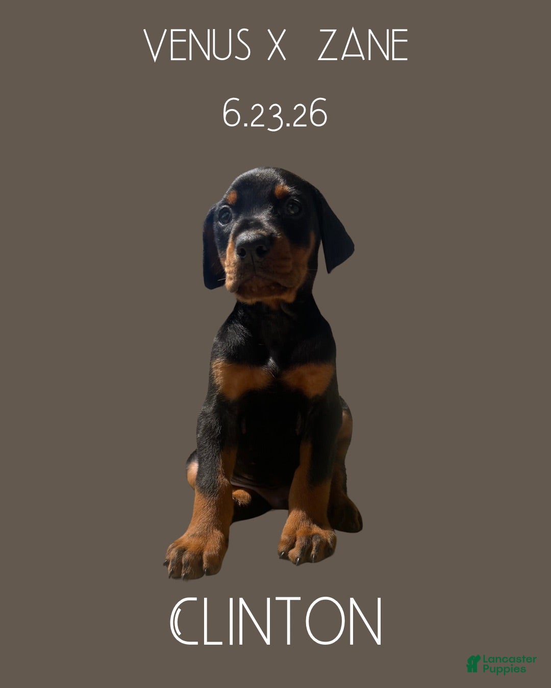 Doberman Pinscher dogs Clinton - Ad 1