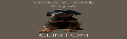 Doberman Pinscher dogs for sale: Clinton - Ad 1