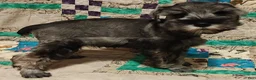 Miniature Schnauzer dogs for sale: Girl 1 - Ad 2