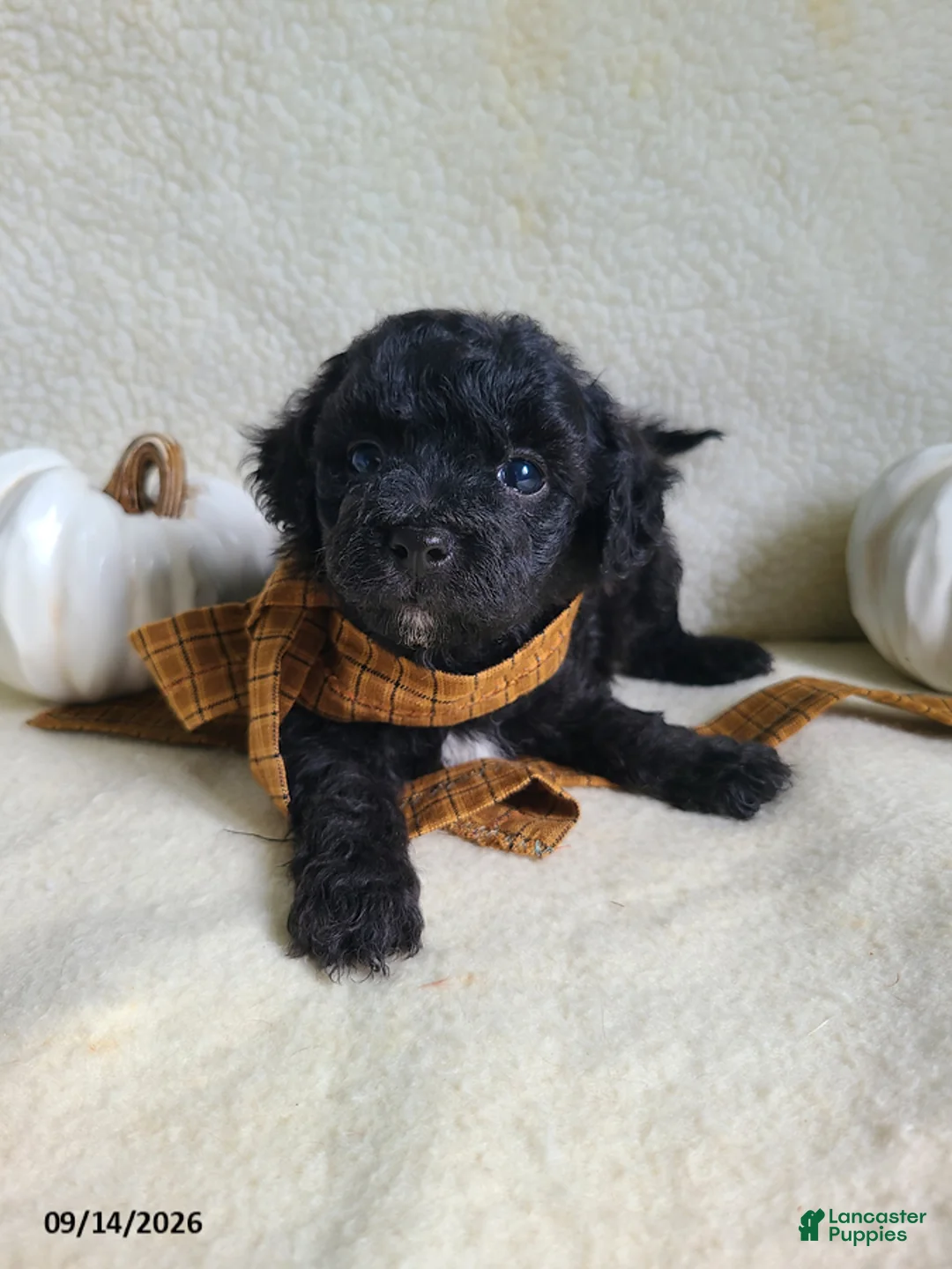 Lhasapoo dogs for sale: Coke - Ad 2