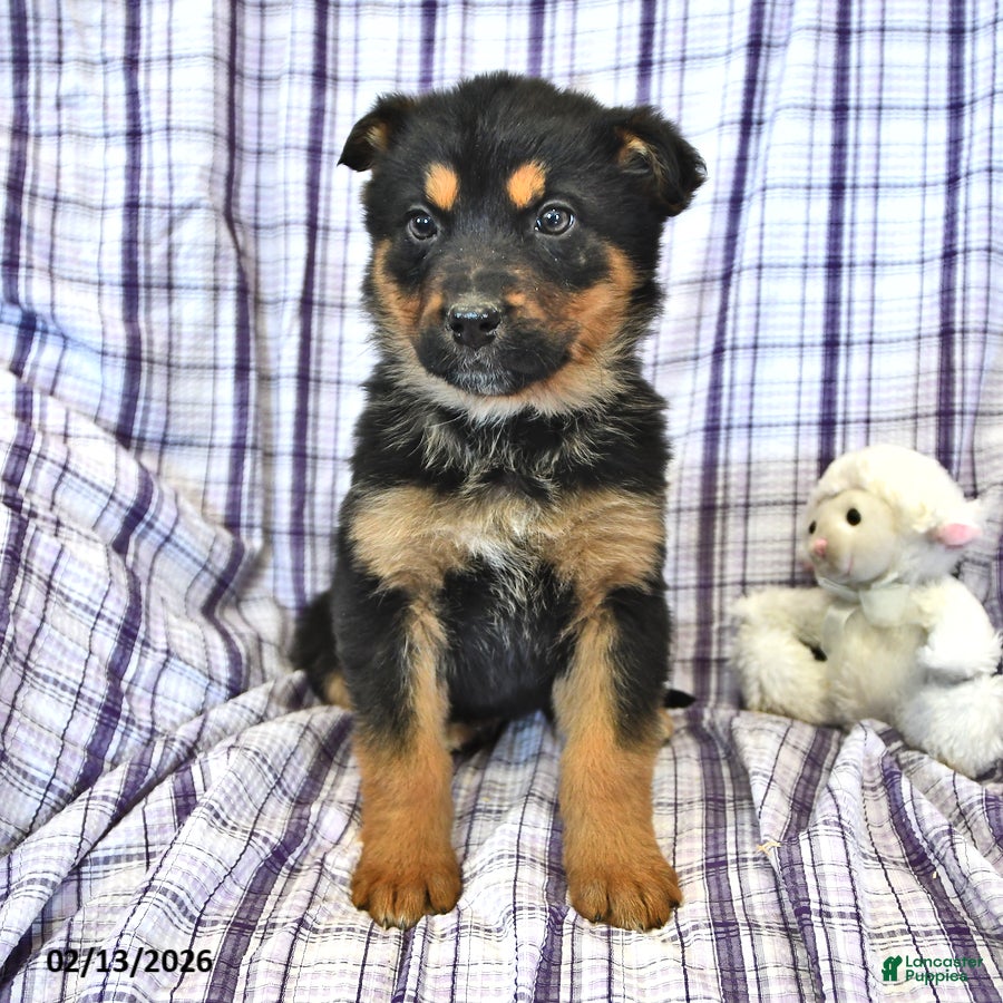 Mixed Breed dogs Hazel  - Ad 2