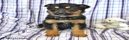 Mixed Breed dogs for sale: Hazel  - Ad 2