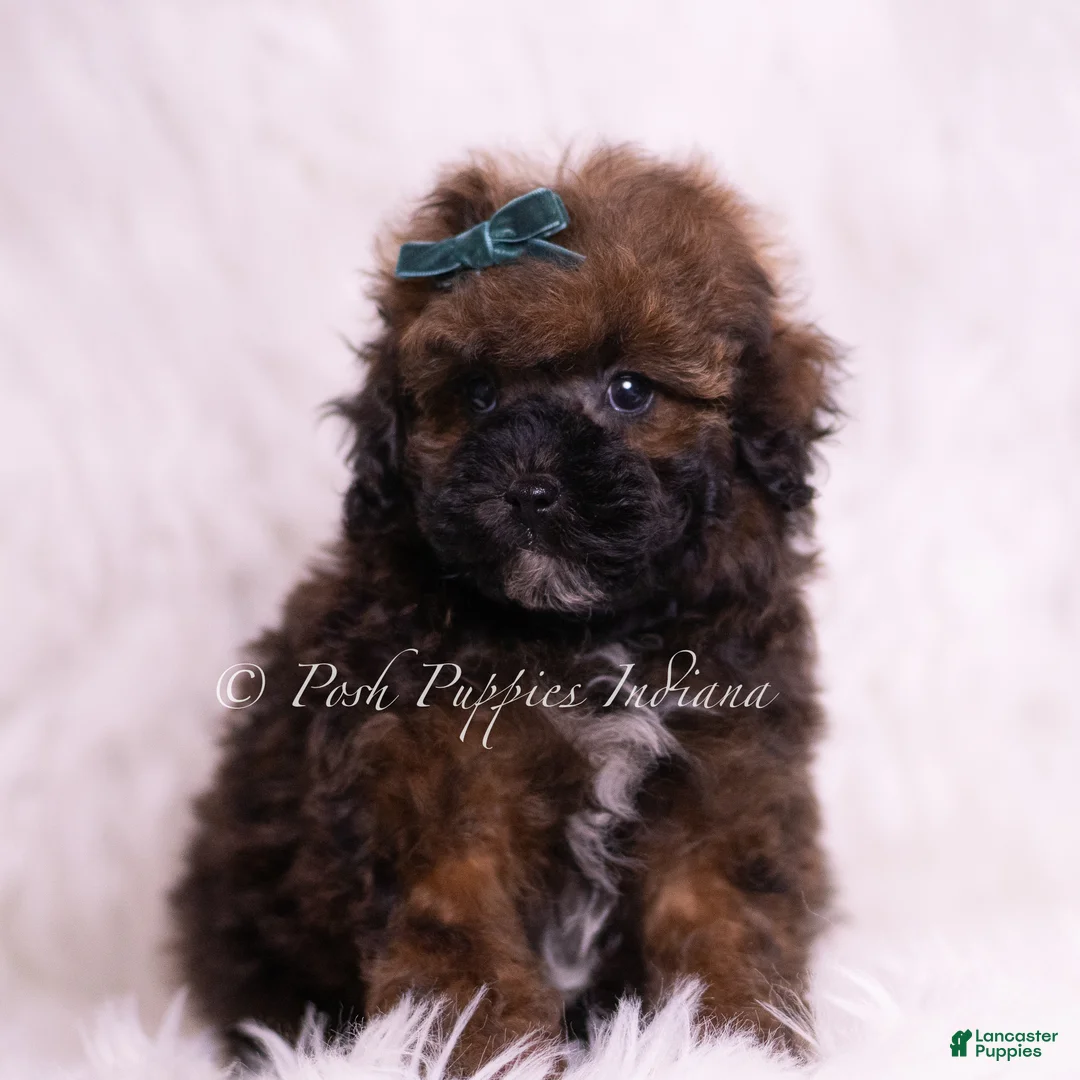 Toy Poodle dogs for sale: Canon - Ad 2