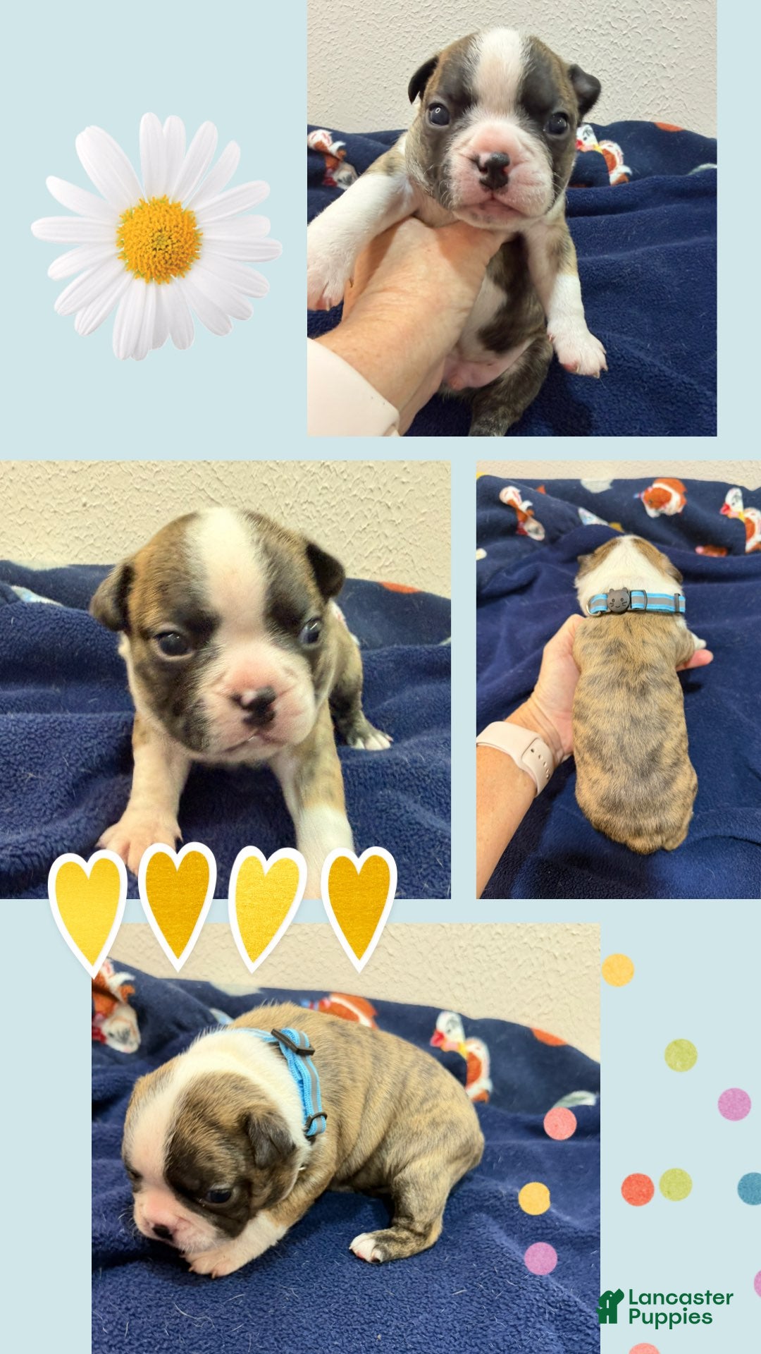 Boston Terrier dogs Drew - Ad 1