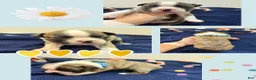 Boston Terrier dogs for sale: Drew - Ad 1