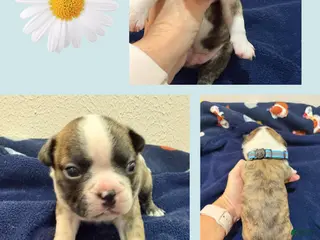 Boston Terrier dogs for sale: Drew - Ad 1