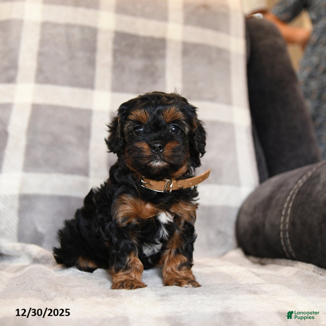 Cavapoo dogs for sale: Raven - Ad 2