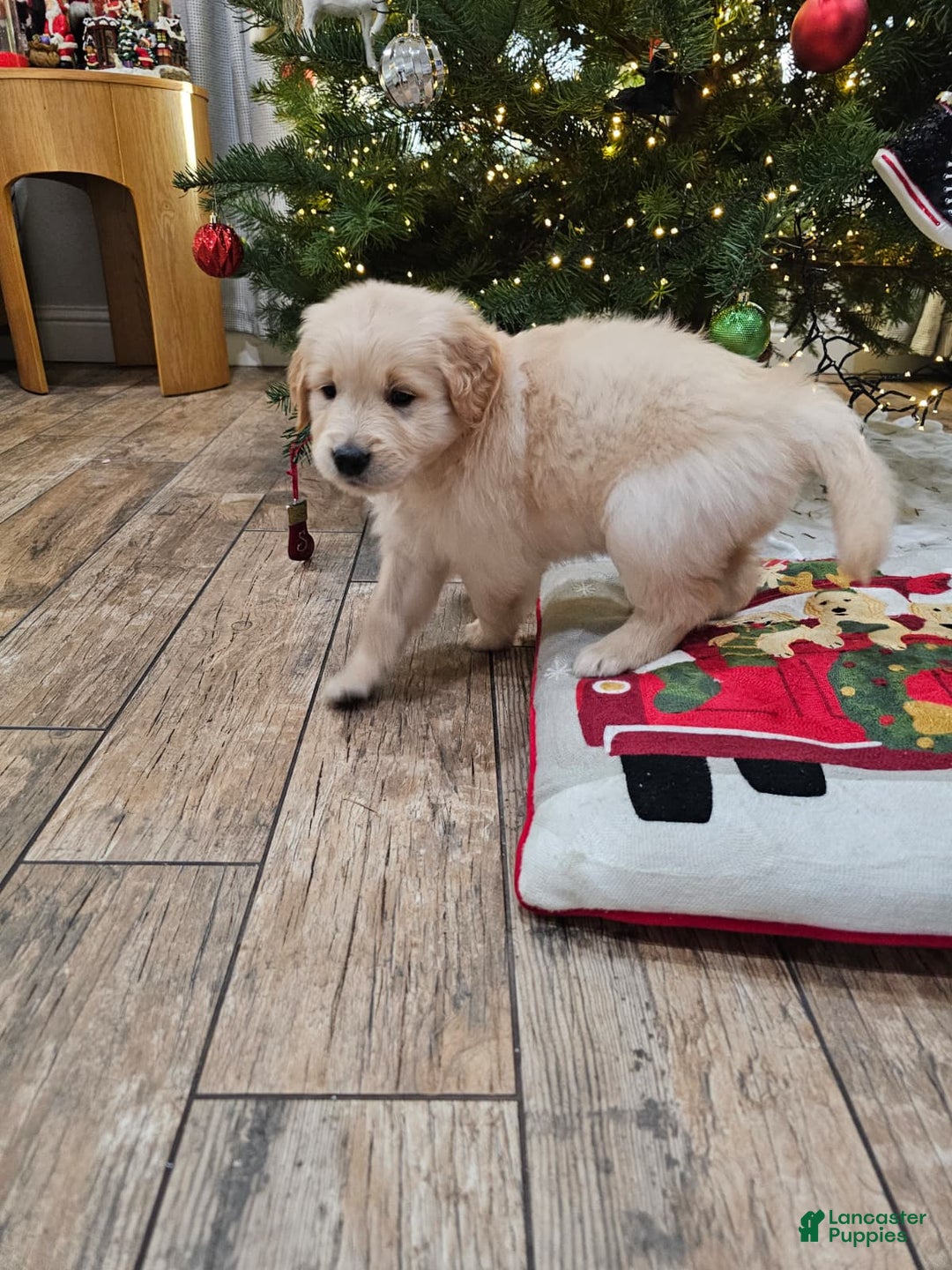 Golden Retriever dogs for sale: Golden Retriever Puppy 5 - Ad 8