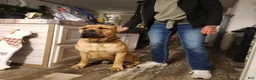 Cane Corso dogs for sale: Cane Corso 2 - Ad 53