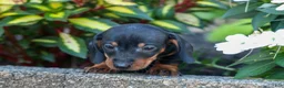 Miniature Dachshund dogs for sale: Zeke🐾 - Ad 10