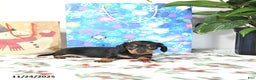 Miniature Dachshund dogs for sale: Lori - Ad 2