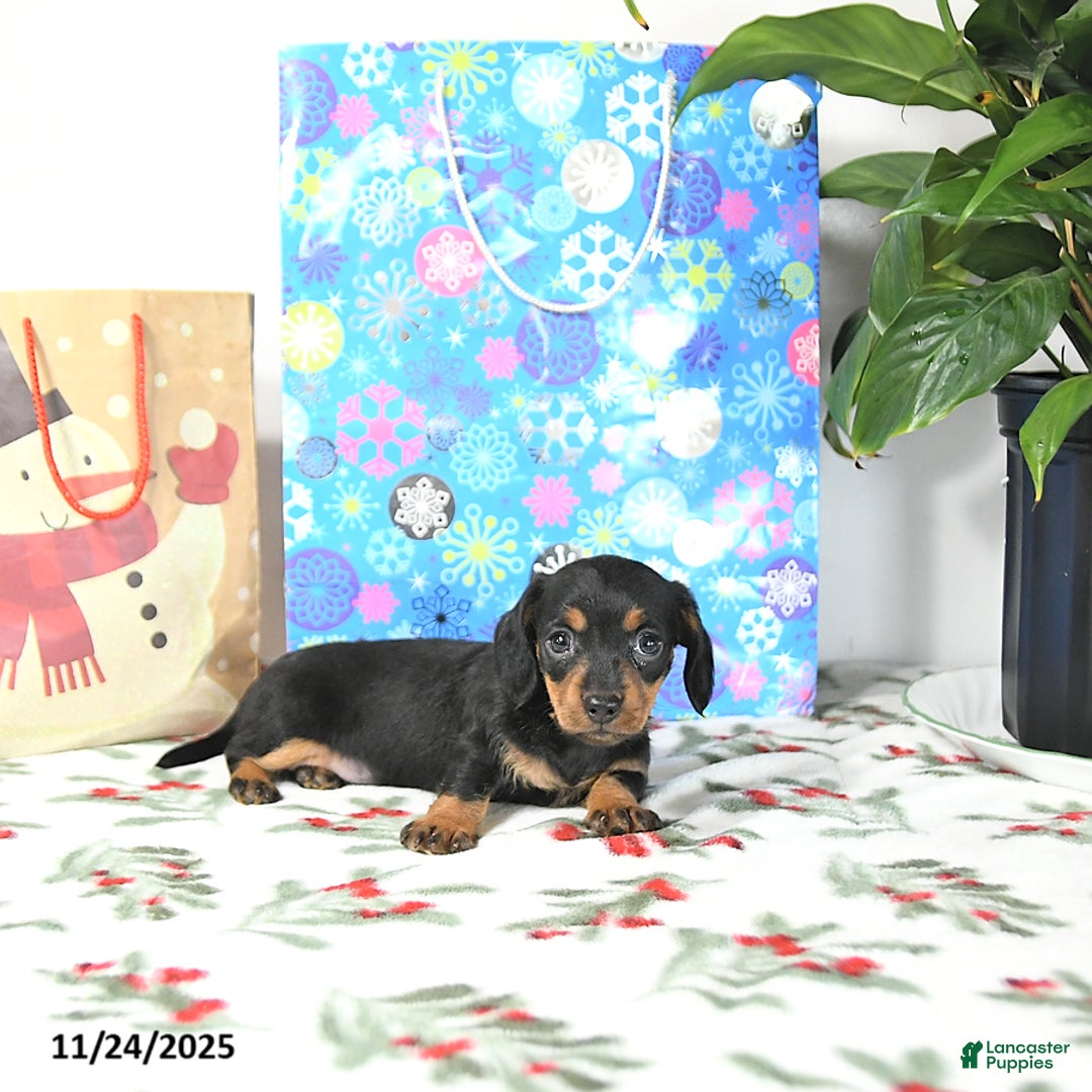 Miniature Dachshund dogs for sale: Lori - Ad 2