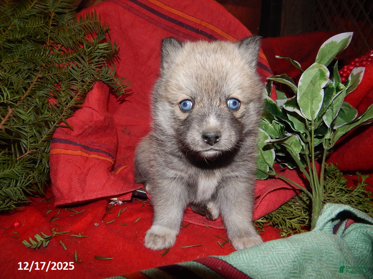 Pomsky dogs Bella   - Ad 15