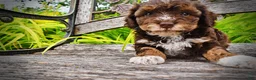 Havapoo dogs for sale: Vanity - Ad 4