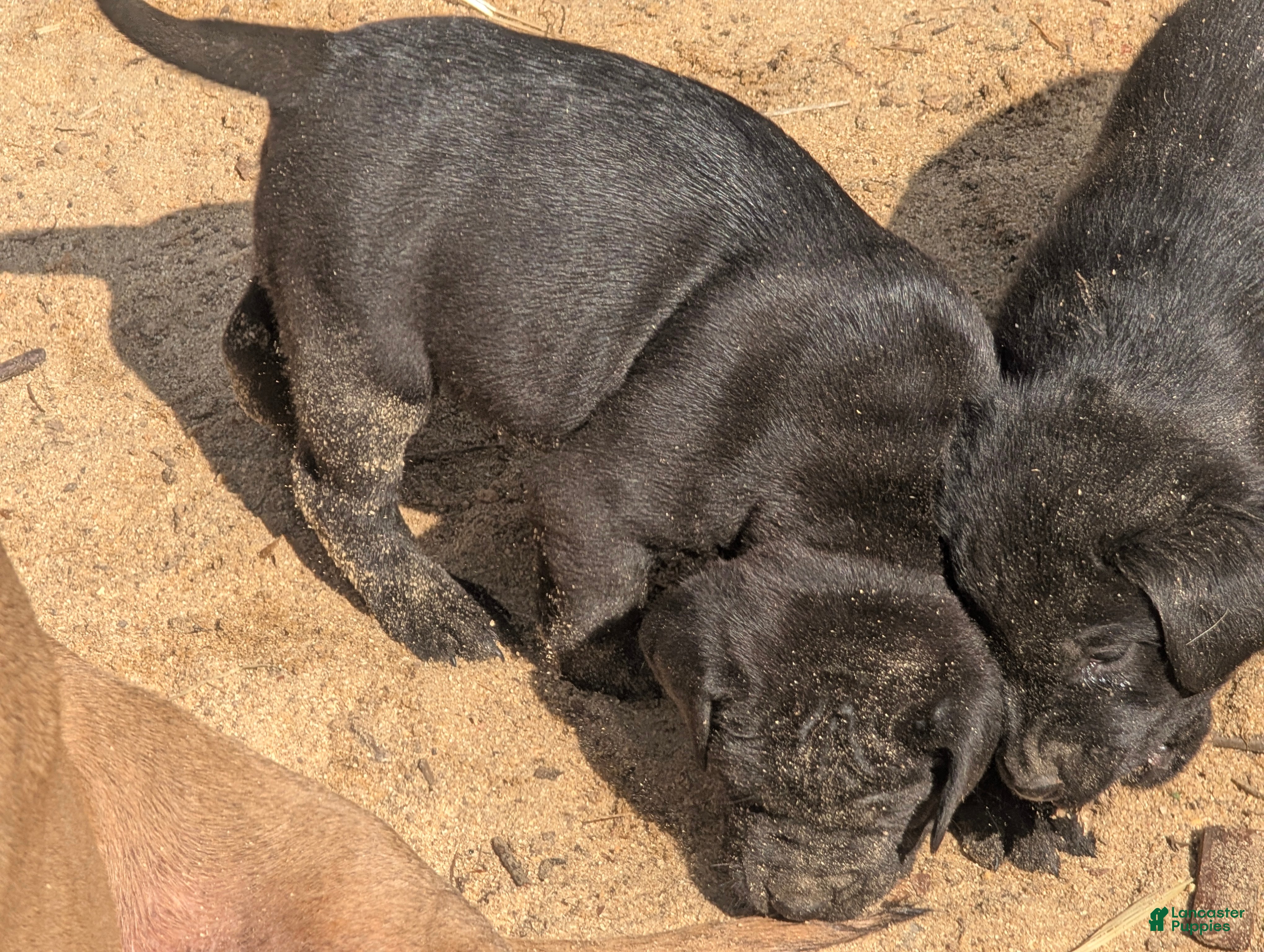 Labrador Retriever dogs Labrador Retriever Puppy 4 - Ad 9