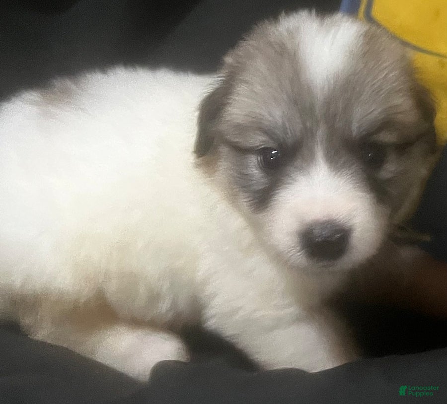 Great Pyrenees dogs Daisy - Ad 1