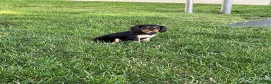 Hazy Cavalier King Charles Spaniel 