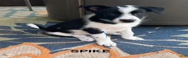 Spike