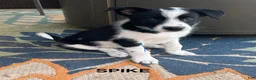Mixed Breed dogs for sale: Spike - Ad 1