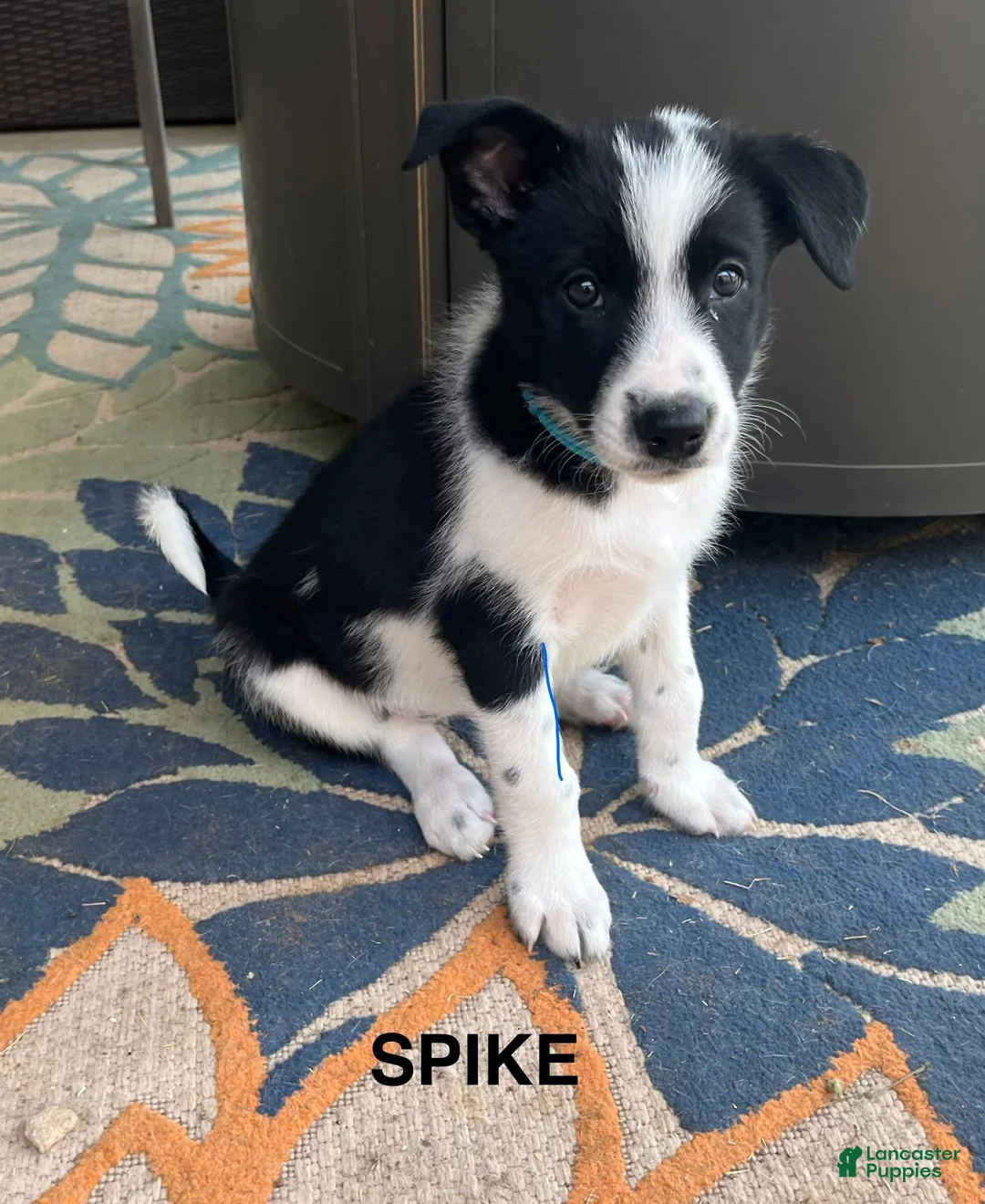 Mixed Breed dogs for sale: Spike - Ad 1