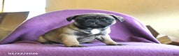 Frug dogs for sale: Tilly - Ad 3