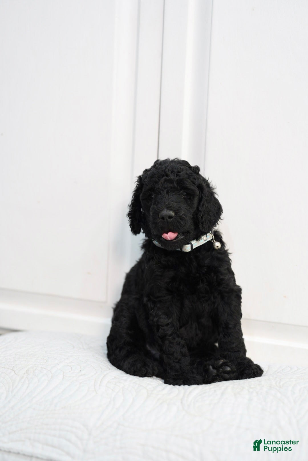Standard Poodle dogs for sale: Standard Poodle 2 - Ad 4