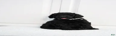 Standard Poodle 2