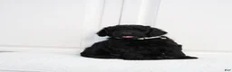 Standard Poodle dogs for sale: Standard Poodle 2 - Ad 1