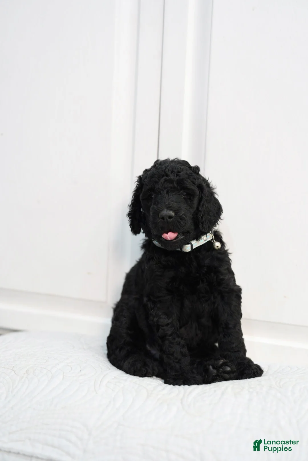 Standard Poodle dogs for sale: Standard Poodle 2 - Ad 1