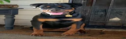 Rottweiler dogs for sale: Rottweiler 2 - Ad 11