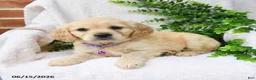 Miniature Golden Retriever dogs for sale: Oaklynn - Ad 2