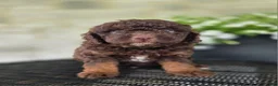 Mini Goldendoodle dogs for sale: Pongo - Ad 5