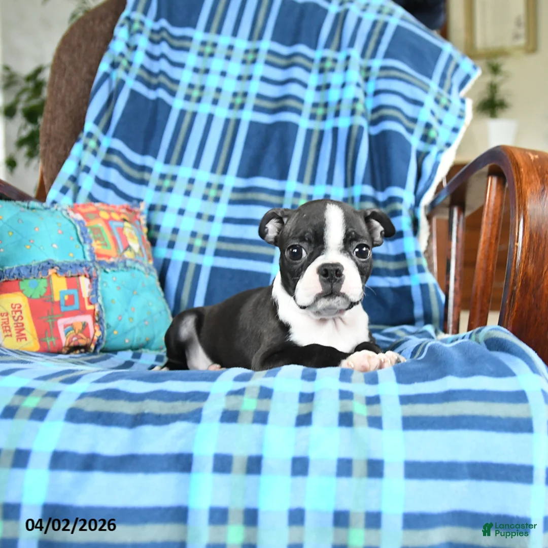 Boston Terrier dogs for sale: Wendy - Ad 1