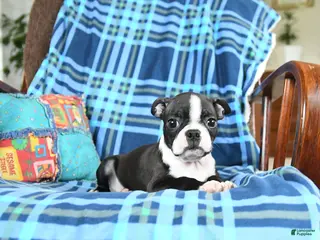 Boston Terrier dogs for sale: Wendy - Ad 1