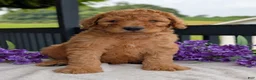 Goldendoodle dogs for sale: Archie  - Ad 8