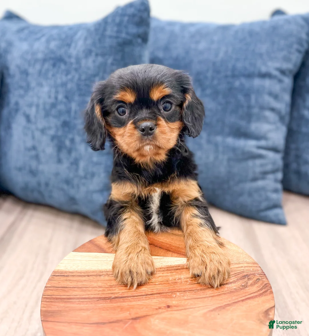 Cavalier King Charles Spaniel dogs for sale: Rocky - Ad 2