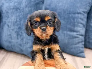 Cavalier King Charles Spaniel dogs Rocky - Ad 3