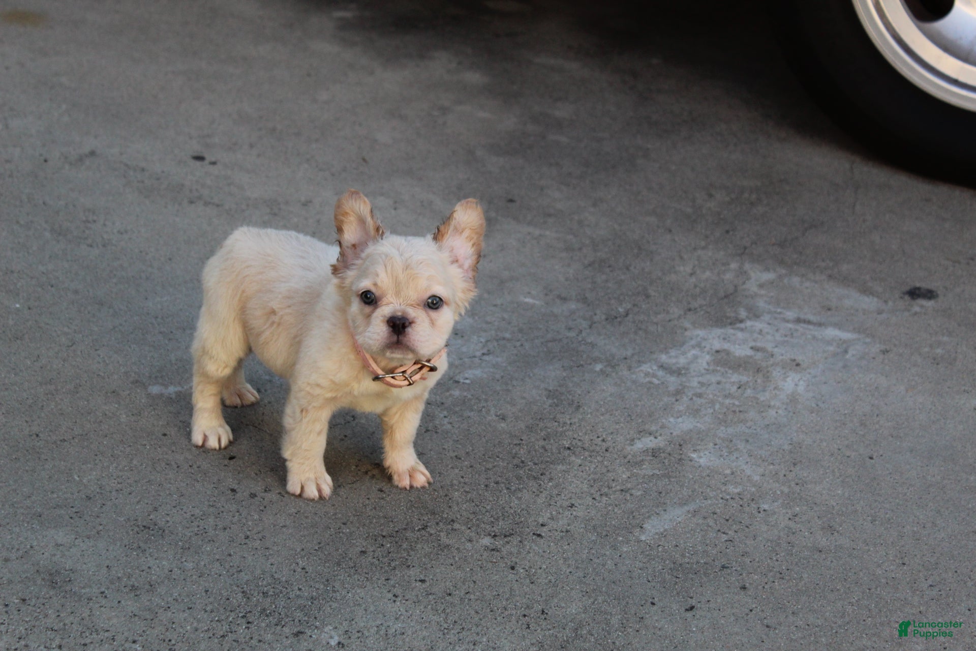 French Bulldog dogs French Bulldog Puppy 1 - Ad 1