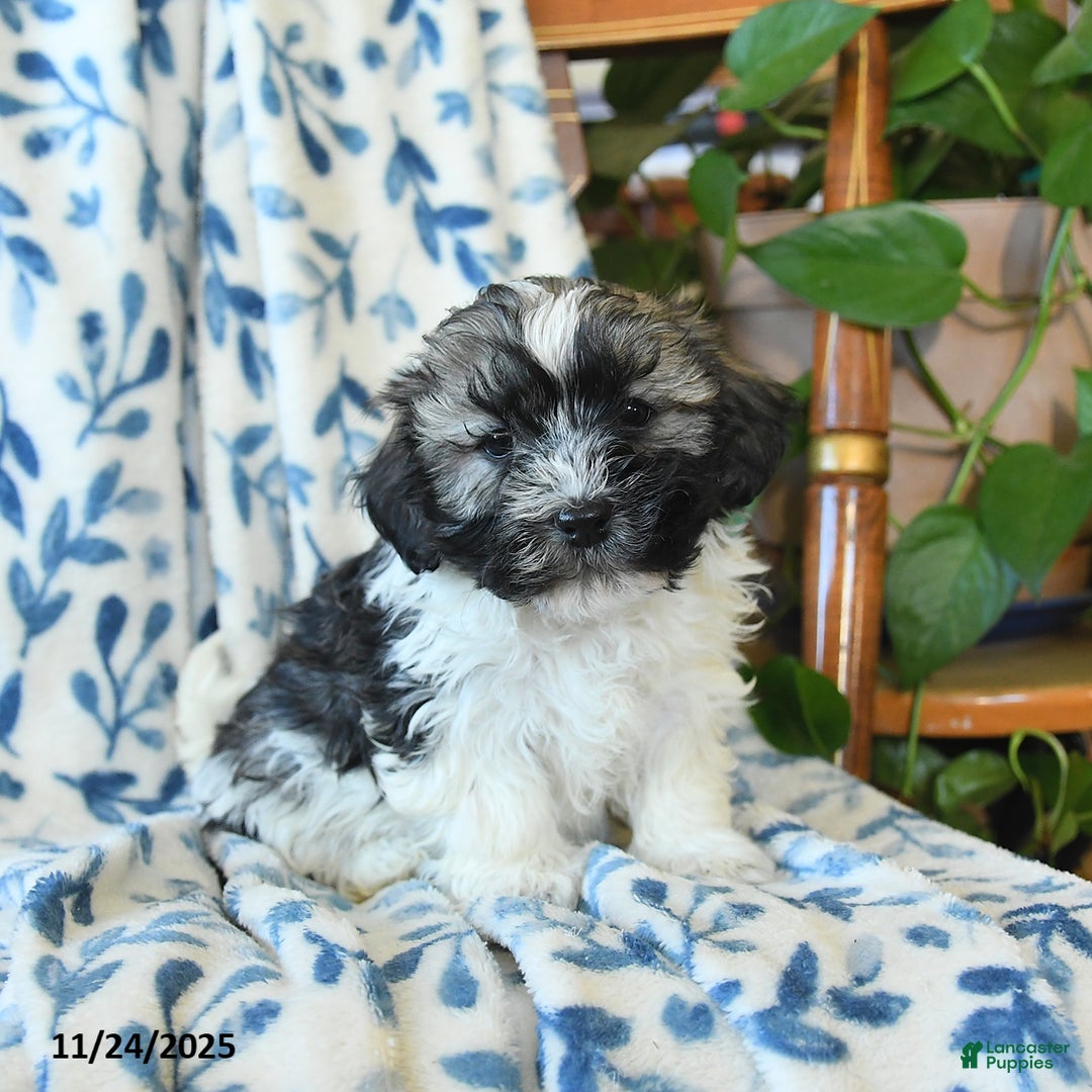 Havanese dogs for sale: Elsie - Ad 1