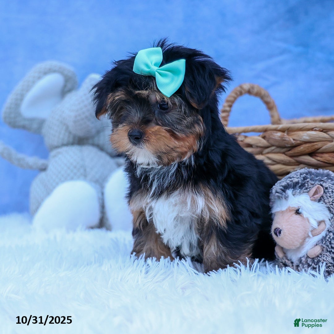 Yorkshire Terrier dogs for sale: Chip - Ad 9