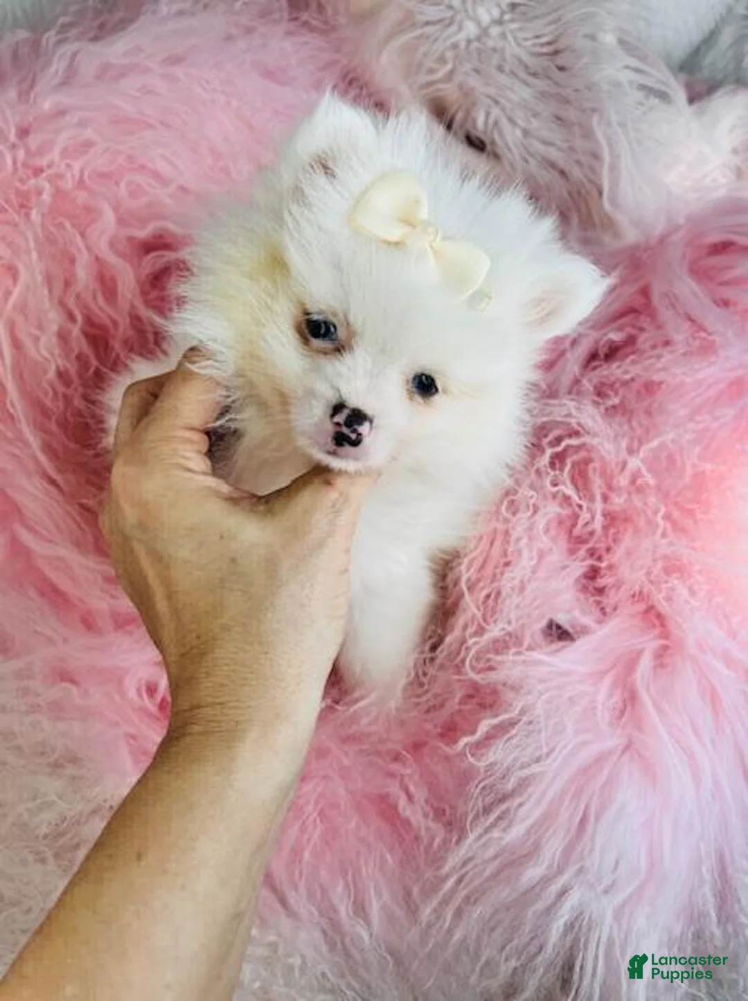 Pomeranian dogs for sale: Pomeranian Puppy 1 - Ad 2